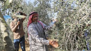 وزارة الزراعة: موسم الزيتون الحالي هو الأضعف منذ سنوات من حيث كمية الإنتاج....