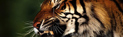 tigerforest.png