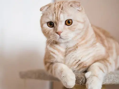 scottish fold cins kedi turleri.webp