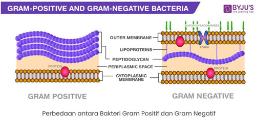 BAKTERI GRAM POSITIF 1.jpg