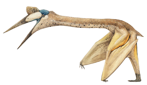 quetzalcoatlus joschua knueppe.png