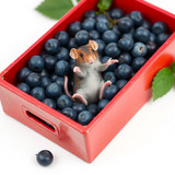 www.naked-ai.art - A red box of blue berries with a rat dancing inside
