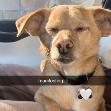 dog manifesting meme image