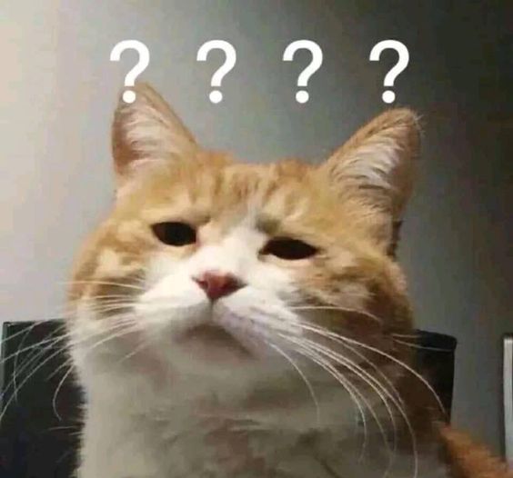 confused cat meme image