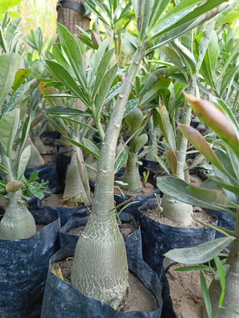 perennial yes yes adenium plant 07 1 plastic bag online plant original imagjgc2zdnyzmgy.jpg