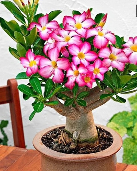 biennial no yes adenium 02 1 plastic bag rm live plant original imagg8a9tfcujbpc.jpg