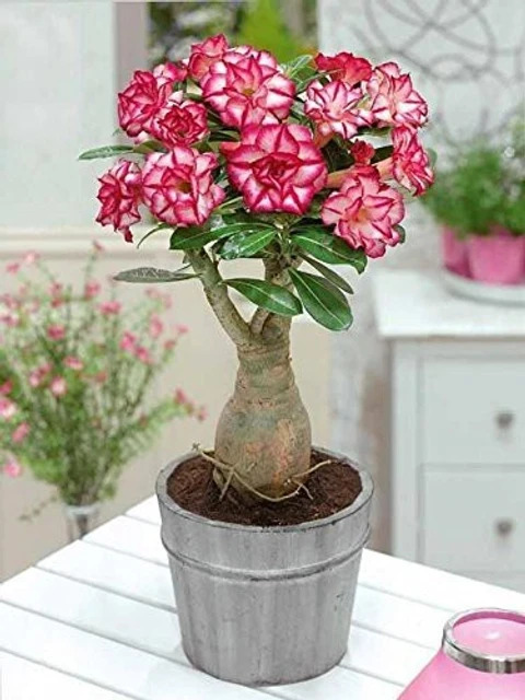 annual no no rsp 35 1 bala plant creation original imahy9ujmbherumx.jpg