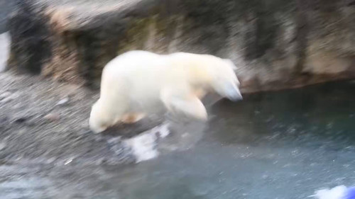 NRMmoguIjYfCMTWT.jpg