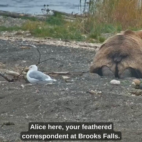 Vp lh1O ocN 3jAH.jpg