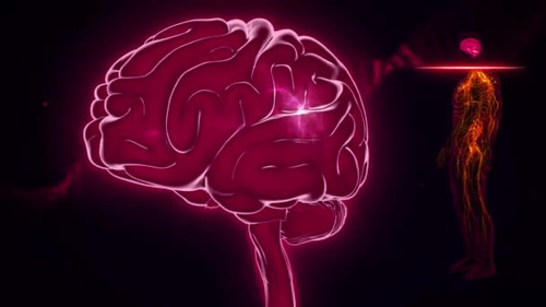 depositphotos 513111158 stock video brain anterior view brain body.jpg