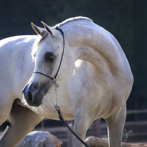 czarowna 1.jpg