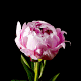 abg7.gif