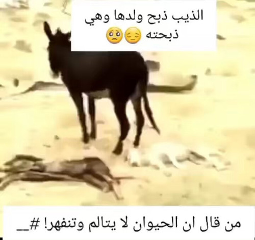 ojxdqsRJ3zYaaZJz.jpg