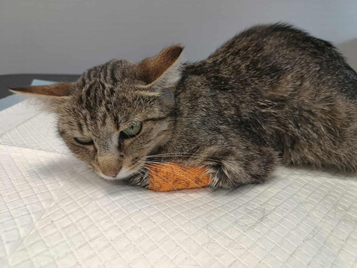 G00vJgeWMAAkO j?format=jpg.jpg