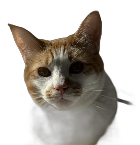 replicate prediction 198ra0wvw5rmc0crtdc9097g6r.png