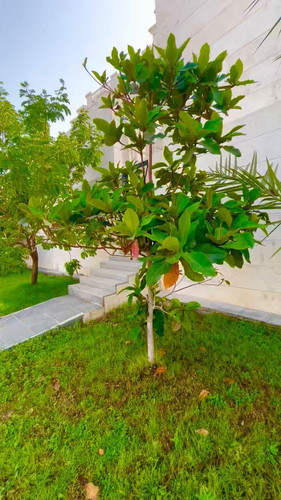 f4M0nuTXZaJD Xaf.jpg