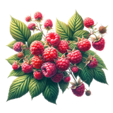 DBK BerryFruitFairyE11