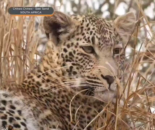 enrhapCL NAH2Kj3.jpg