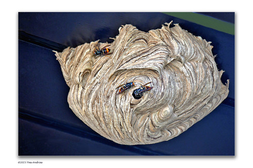 Aziaatische hoornaar.jpg