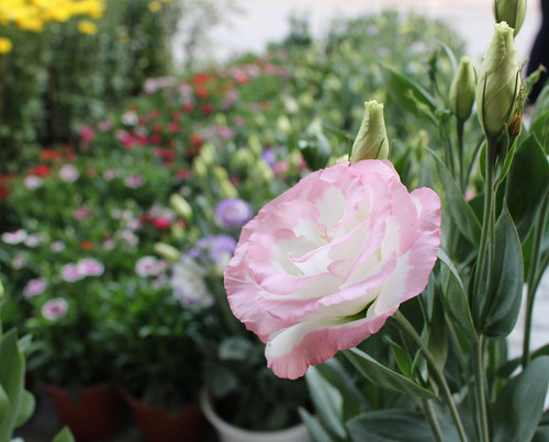 lisianthus 4967625 1920.jpg