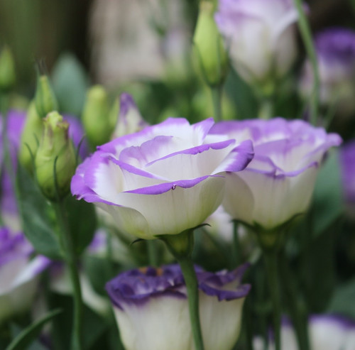 lisianthus 4930213 1920.jpg