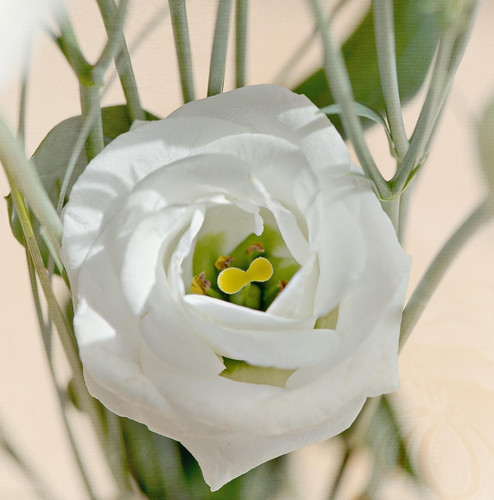 lisianthus 1358786 1920.jpg