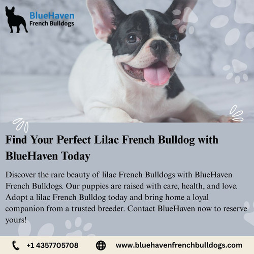 BlueHaven Sable French Bulldog – Rare, Healthy, and Loving (3).jpg