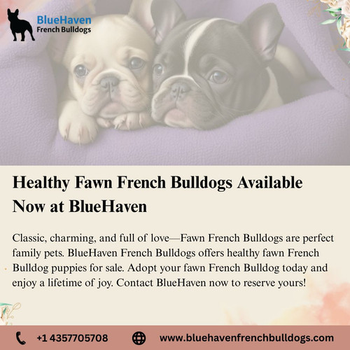 BlueHaven Sable French Bulldog – Rare, Healthy, and Loving (2).jpg
