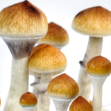 Buy High-Quality Amazonian Mushroom Spores Online.png