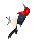 Burung.gif