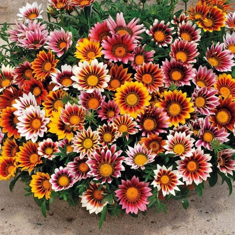 50 gazania mix colors hybrid flo.jpg