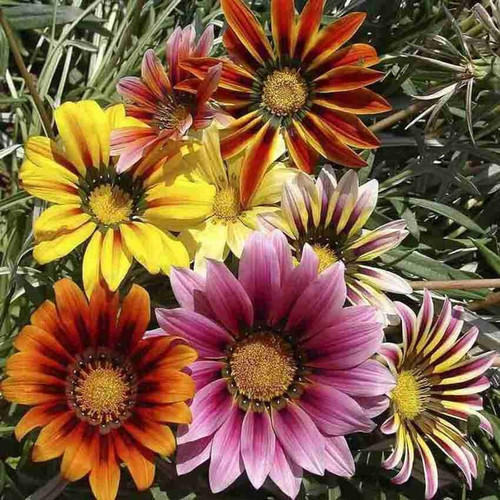 20 gazania mix color flower seed.jpg