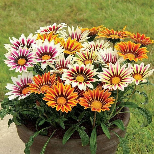 25 gazania flower seeds hybrid a.jpg