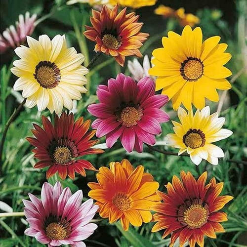 paryavaraan seeds gazania flower.jpg