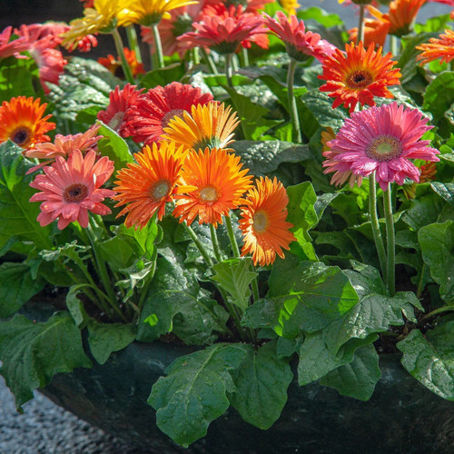 cloud farm hybrid gerbera plant.jpg