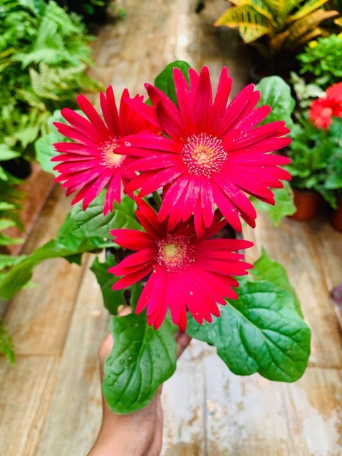 no biennial no gerbera small 1 g.jpg