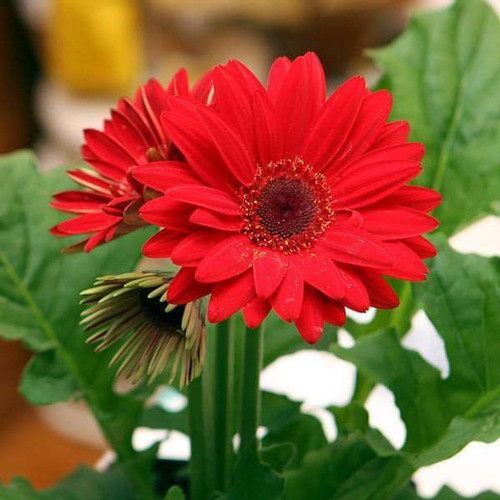 yes perennial yes gerbera plant.jpg