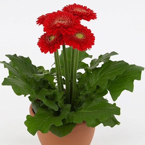 no perennial yes red gerbera pla.jpg