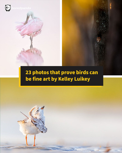 captivating wildlife photography.jpg