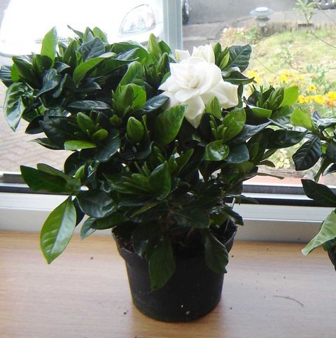 pp000216 1 nurserynature origina.jpg