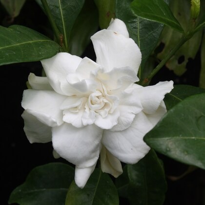 nelesa gardening live gardenia c.jpg
