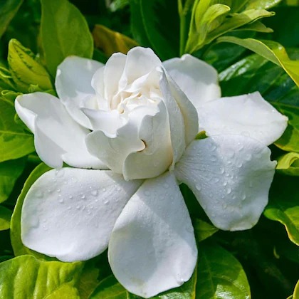 online plant bazar white gandhar.jpg