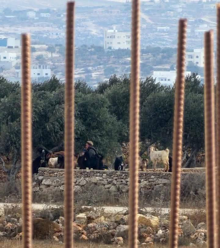 مستوطن يرعى غنمه بين البيوت في قرية جوريش جنوب شرق مدينة نابلس...