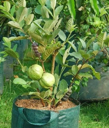 cloud farm sweet green guava all.jpg