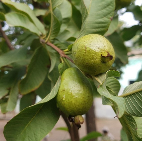 guava.jpg