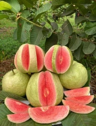 online plant bazar red diamon gu.jpg