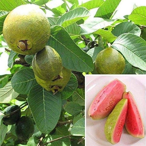62 red guava plant seed ibains o.jpg