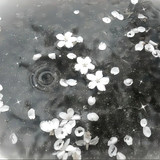 lcuyl2