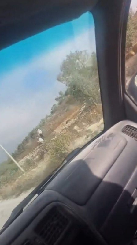 مستوطنون يطلقون مواشيهم بين أشجار الزيتون على الطريق الذي يربط بين قريتي عصيرة القبلية وعوريف جنوب نابلس....