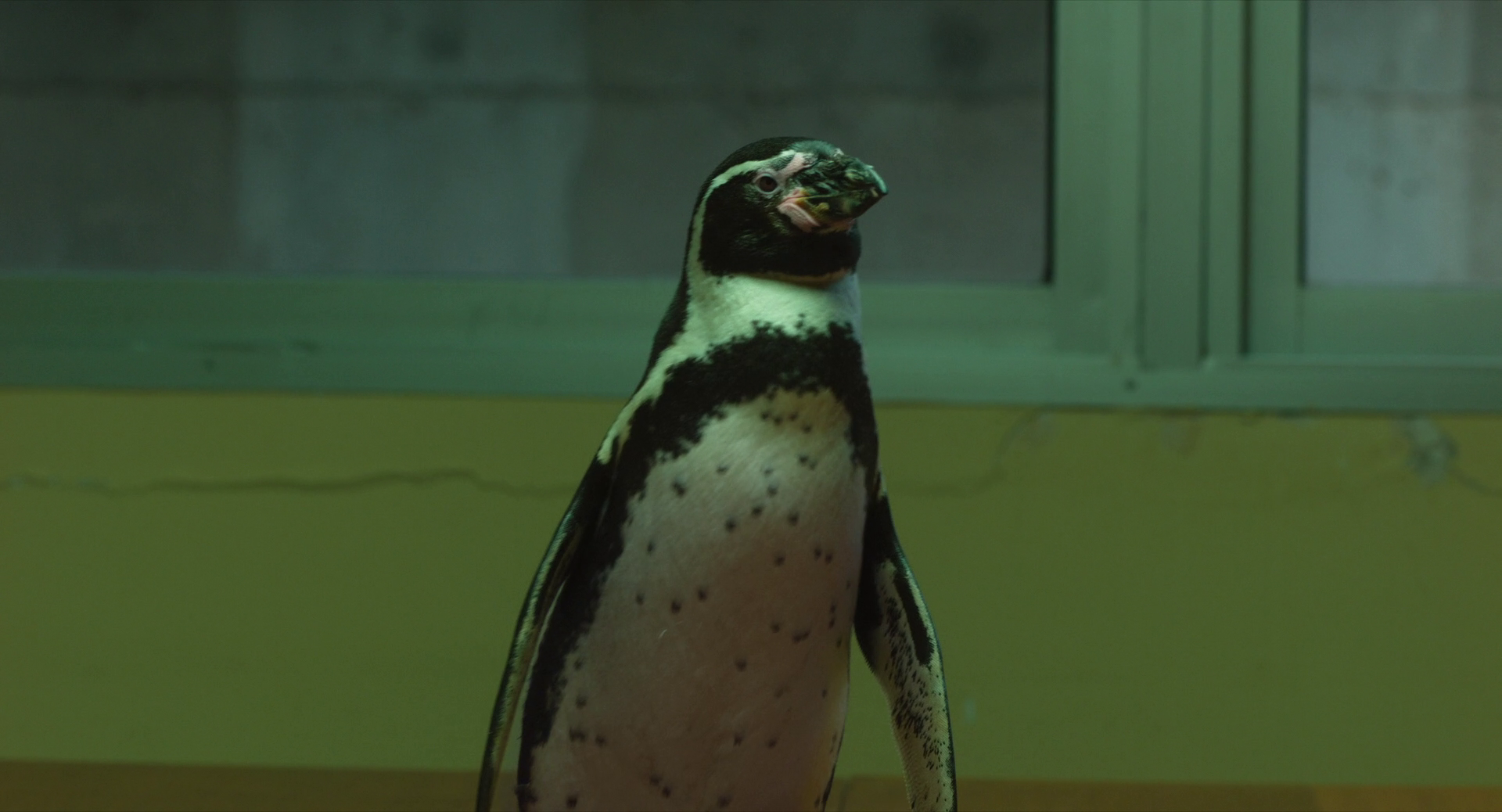 vlcsnap 2025 08 24 07h16m33s911